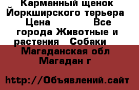 Карманный щенок Йоркширского терьера › Цена ­ 30 000 - Все города Животные и растения » Собаки   . Магаданская обл.,Магадан г.